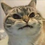 e765e92329e3ad1e04b31f9ad33f2c5d.jpeg
