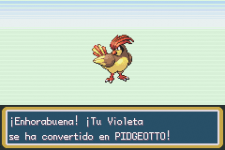 pidgeotto.png