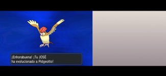 pidgeotto.jpg