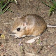 Kangaroo_rat7