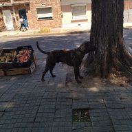 Eltango