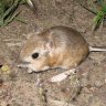 Kangaroo_rat7