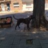 Eltango