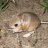 Kangaroo_rat7